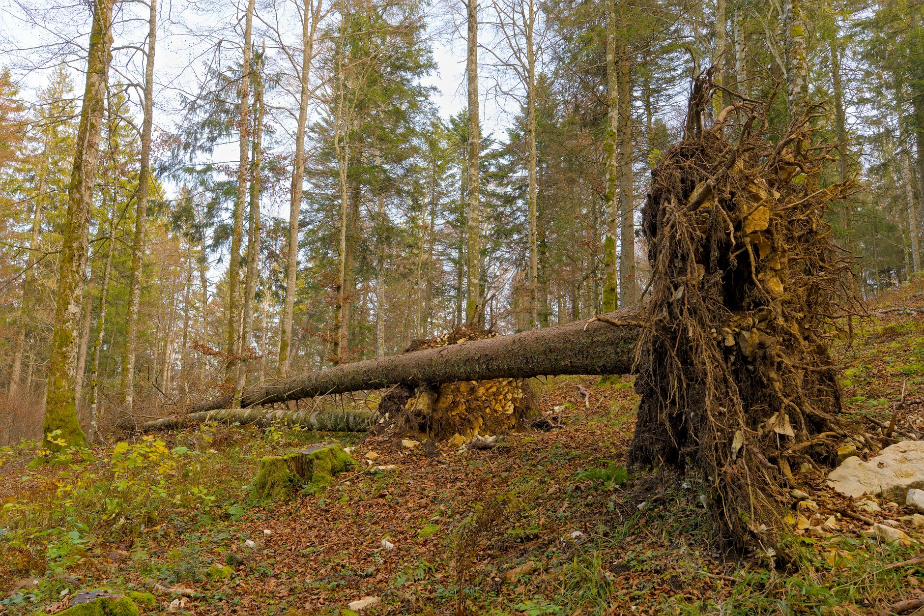 Enlèvement arbre urgence à Matoury